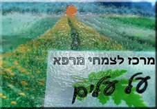 על עלים זוטה לבנה אורגני  50 גרם כליל הטבע