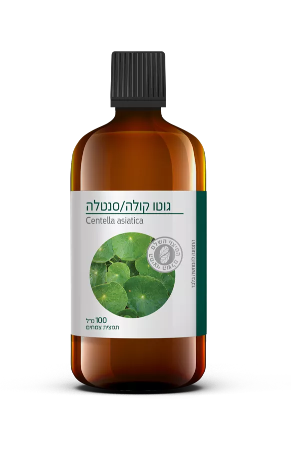 גוטו קולה / ברהמי 100 מ