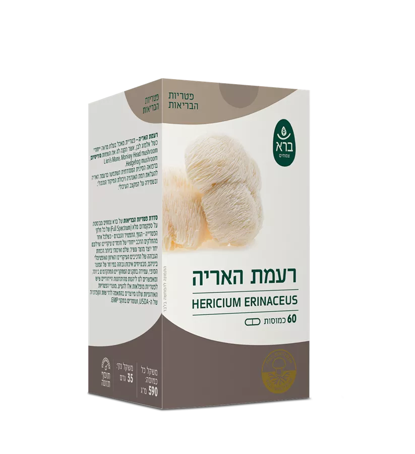 רעמת האריה (הירסיום) ברא  Hericium erinaceus