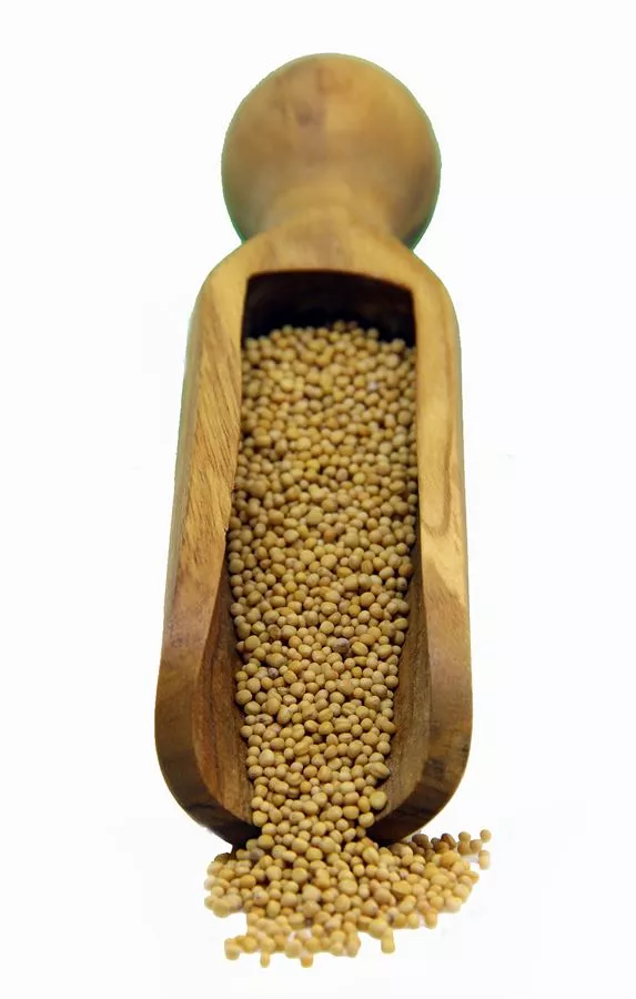 חרדל צהוב תבליני בר