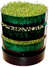 מנבטת 3 המגשים ג'מוקה Jammoka Sprouting כליל הטבע